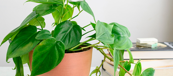 Ideia de plantas para a cozinha