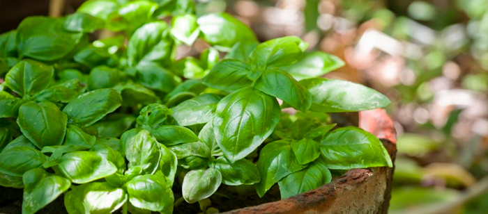 Manjericão: excelentes plantas na cozinha