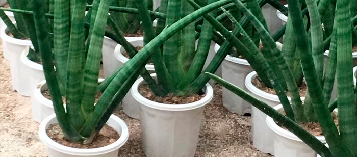 Ideias de plantas na cozinha
