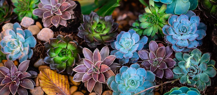 Suculentas são ótimas opções para quem deseja ter plantas em casa.